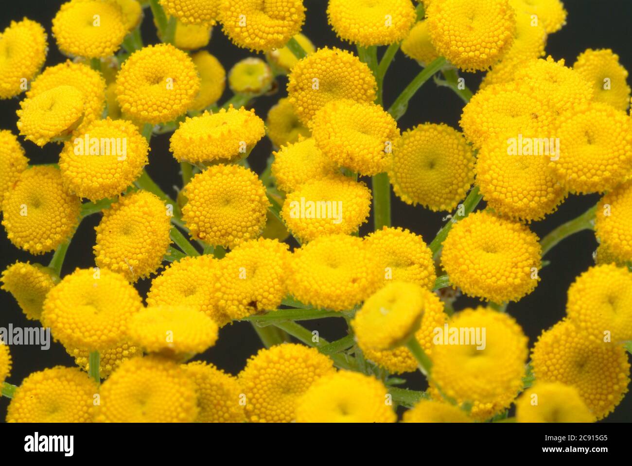 'Tansy, vulgare Tanacetum, SYN .: Chrysantheme vulgare, tansy. Früher wurde der Tangy bei Wurmkrankheiten eingesetzt; Extrakte aus dem Tangy können hemmen Stockfoto
