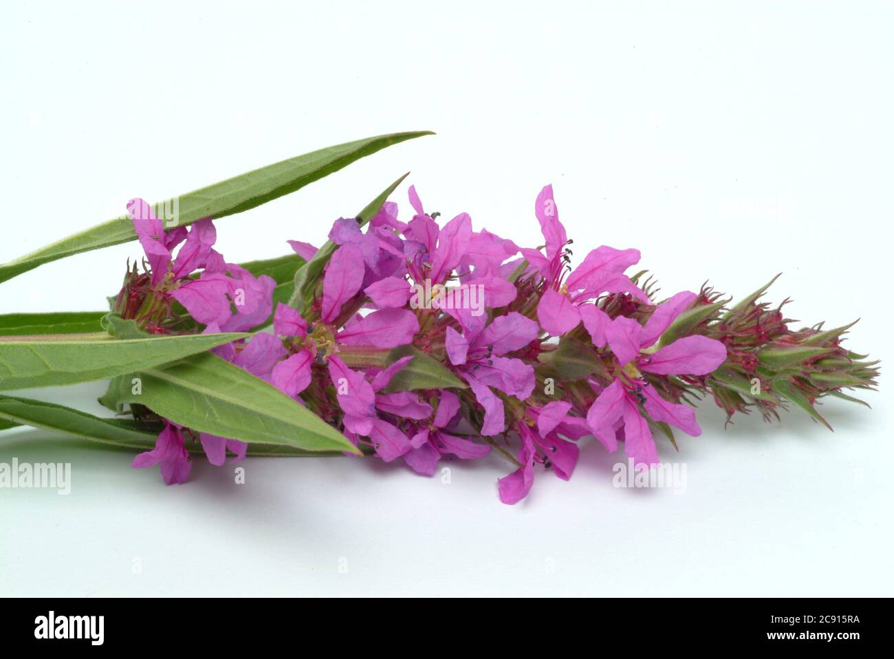 Gewöhnlicher Loosestreif, Lythrum salicaria. Der Loosestraf wird seit der Antike als Heilpflanze verwendet. Als Heilmittel Blüten und das Rhizom o Stockfoto