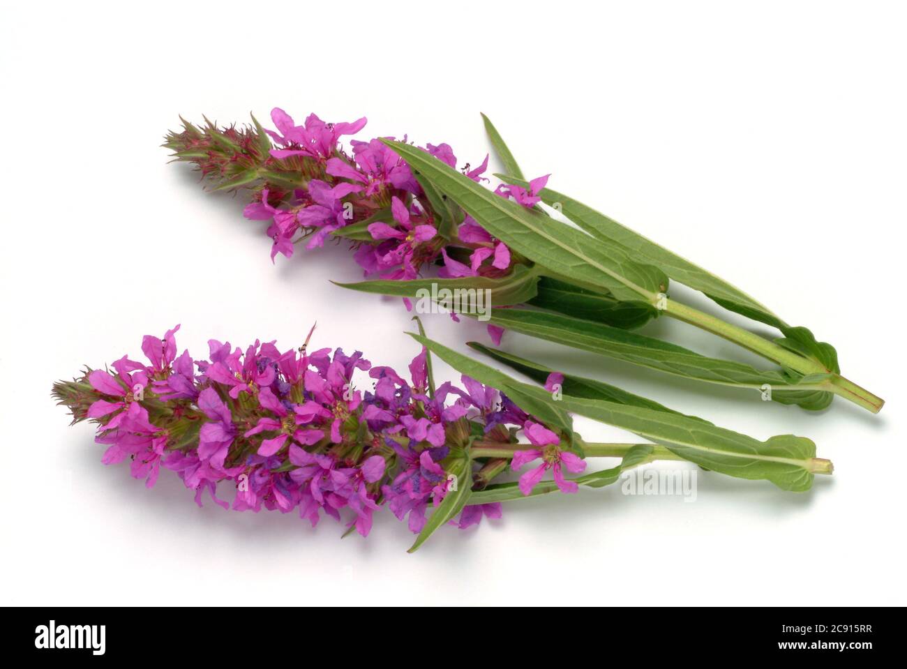 Gewöhnlicher Loosestreif, Lythrum salicaria. Der Loosestraf wird seit der Antike als Heilpflanze verwendet. Als Heilmittel Blüten und das Rhizom o Stockfoto