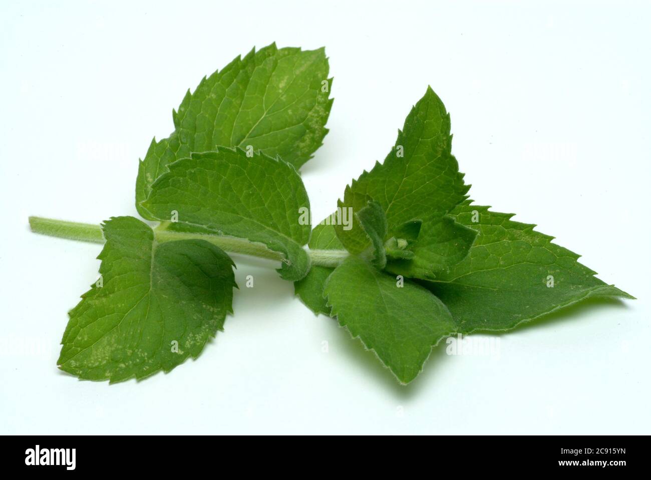 Ross mint, Mentha longifolia. Die Rossminze wird auf kühlende und schmerzlindernde Eigenschaften zurückgeführt. Es wird daher hauptsächlich in den folgenden Bereichen eingesetzt: Ins Stockfoto