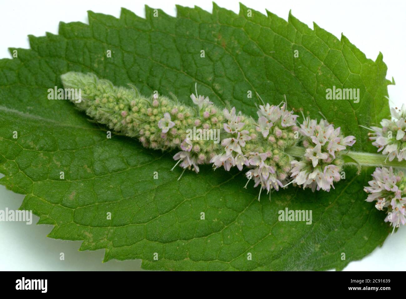 Ross mint, Mentha longifolia. Die Rossminze wird auf kühlende und schmerzlindernde Eigenschaften zurückgeführt. Es wird daher hauptsächlich in den folgenden Bereichen eingesetzt: Ins Stockfoto