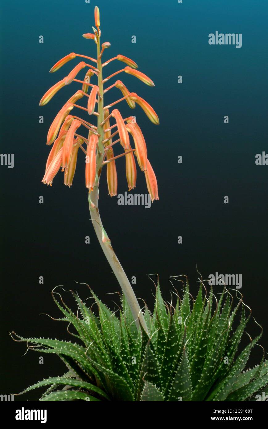Aloe¸ real, Aloe¸ Vera. Die Aloe Vera ist officinale Pflanzenwurzel der Aloe, ein zu Trockenheit aus dem Blattsaft durch Verdunstung pharmazeutisches Medikament gewonnen Stockfoto