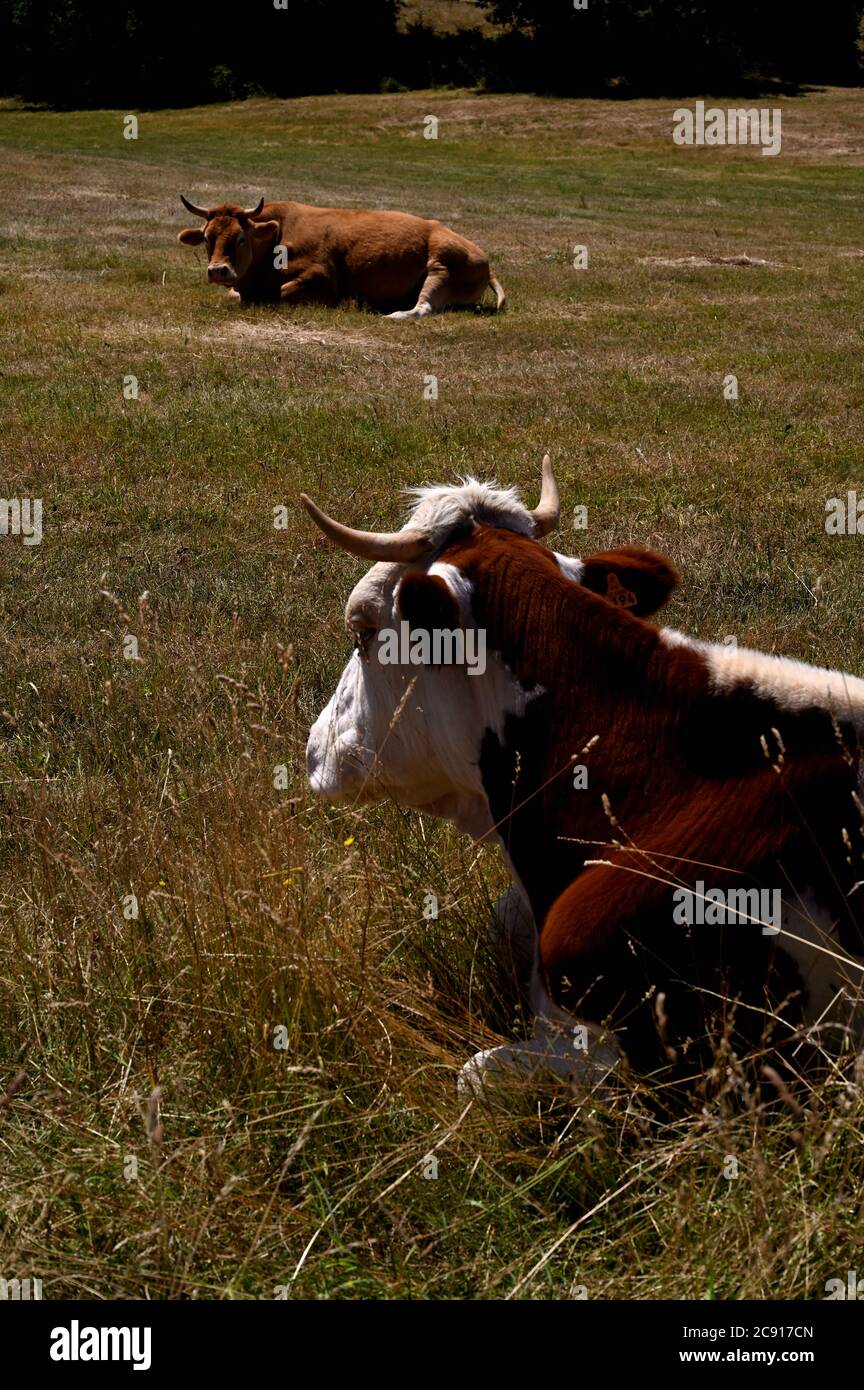 Kühe in der französischen Landschaft an einem Sommertag Stockfoto