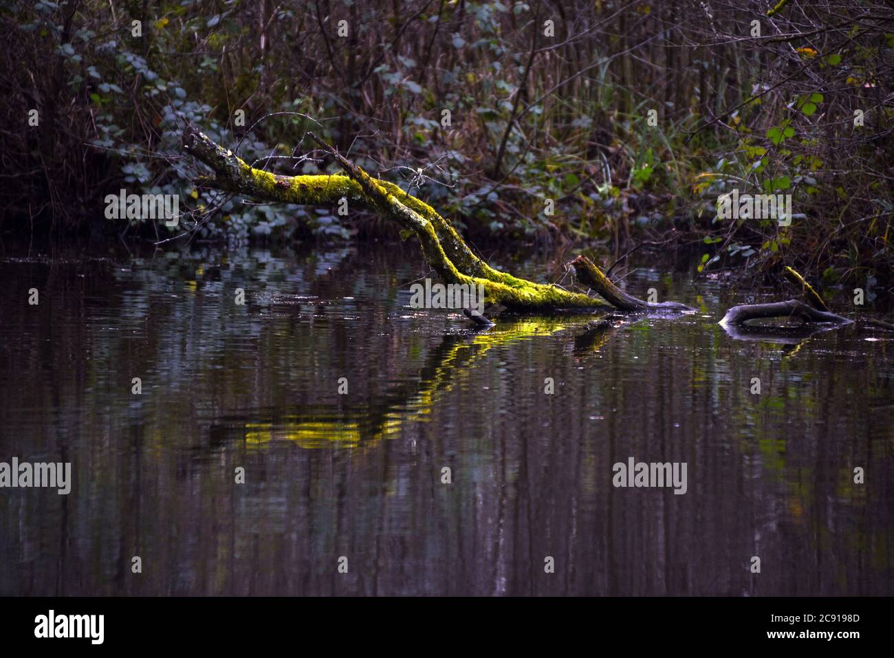 Moos auf einem Ast spiegelte sich an einem kalten Winternachmittag in den stillen Gewässern des Basingstoke Canal in Hampshire wider Stockfoto