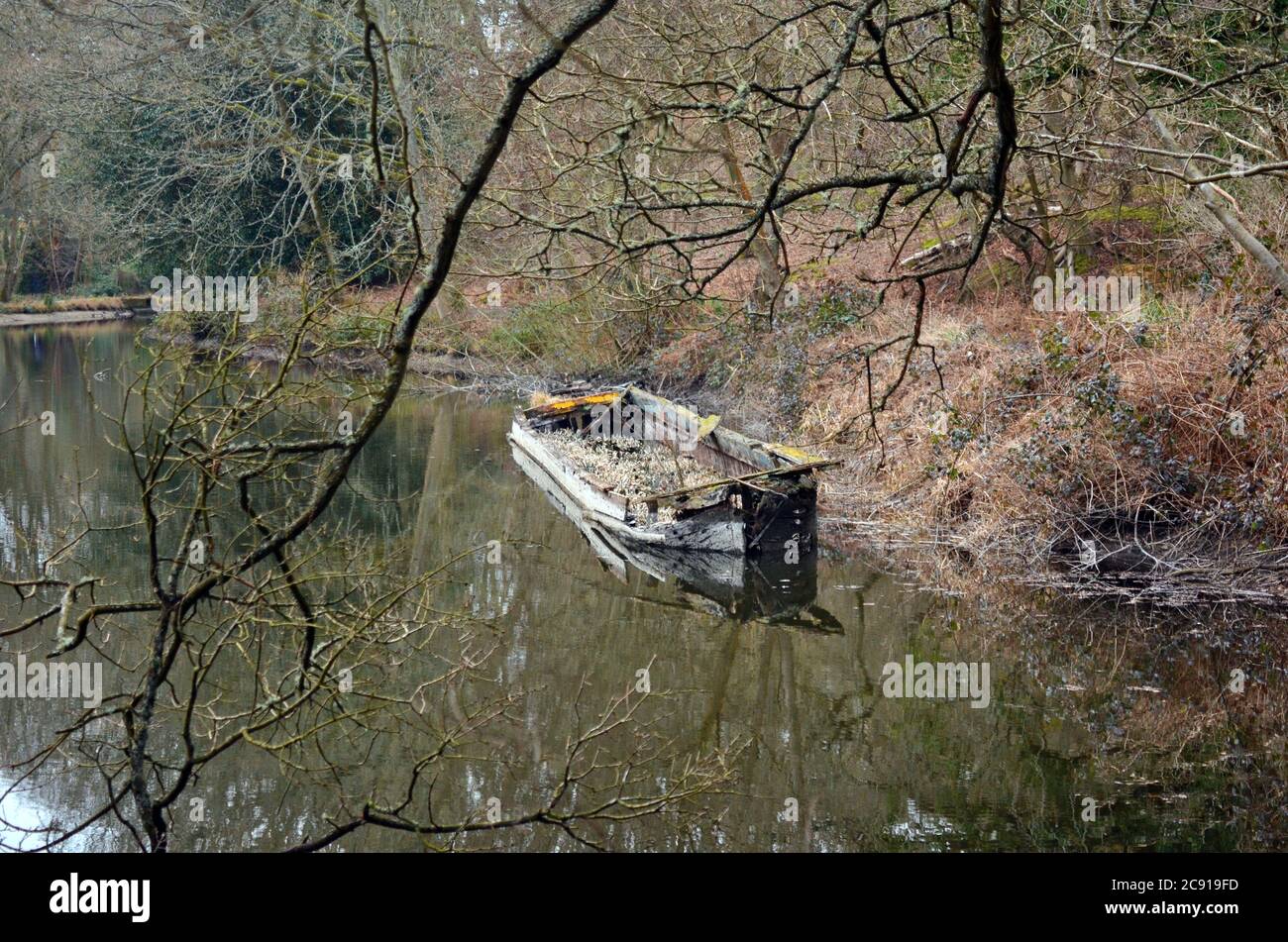 Ein versunkenes Boot ragt an einem ruhigen Wintertag deutlich in den ruhigen Gewässern des schönen Basingstoke Canal in Surrey hervor. Stockfoto