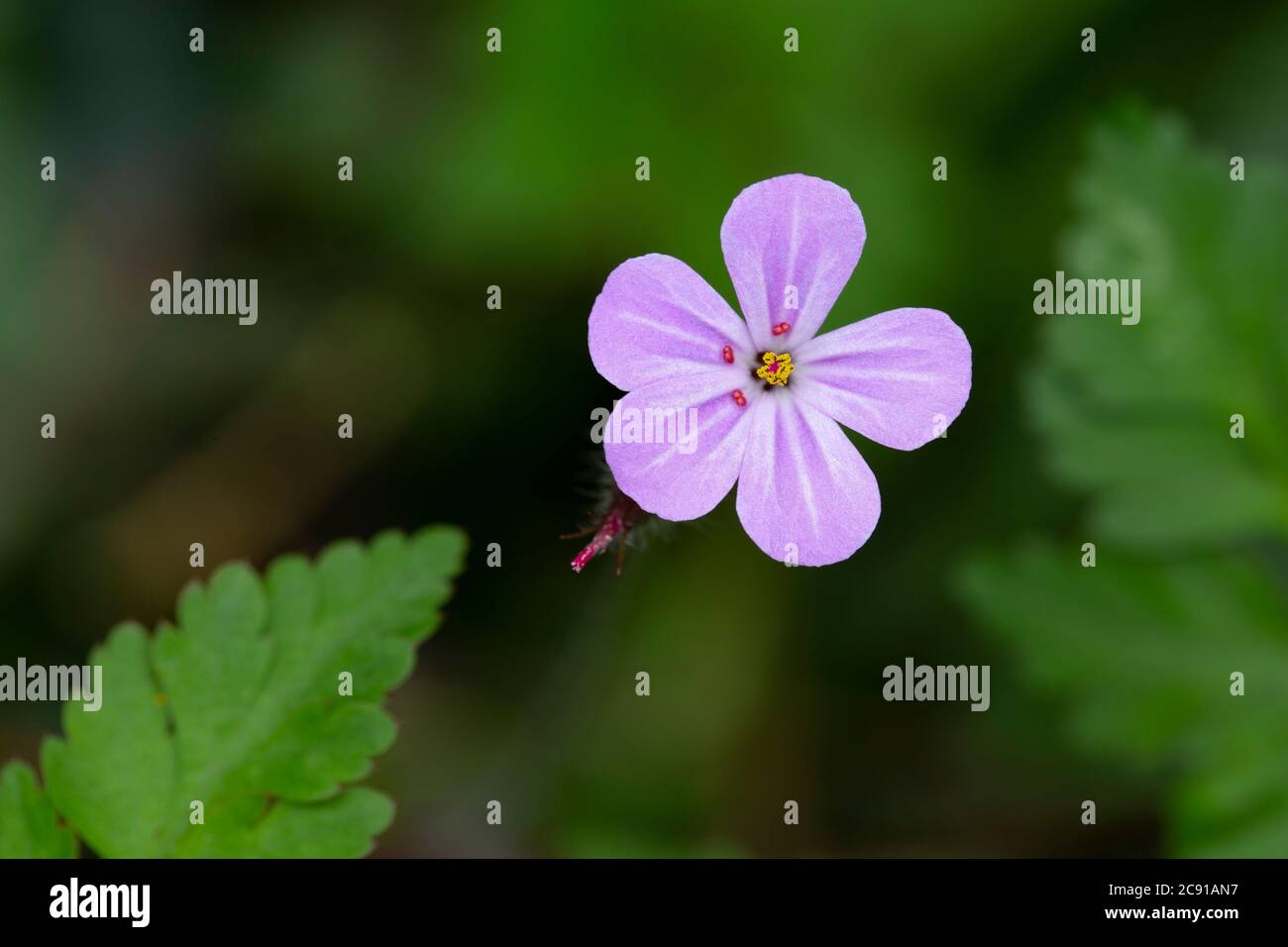 Herb Robert, Geranium robertianum, Catbrook, Monmouthshire, April Stockfoto