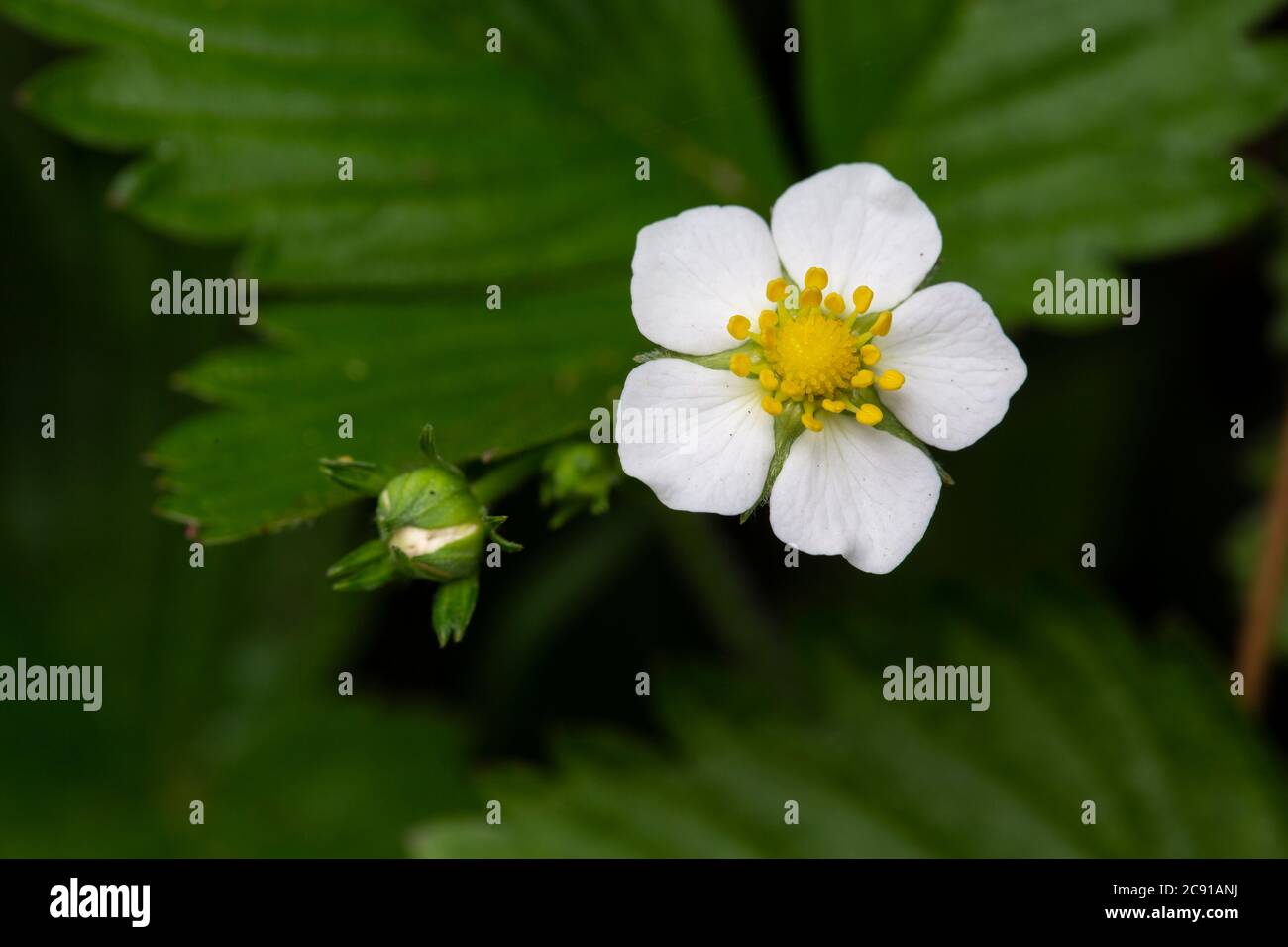 Wild Strawberry oder Woodland Strawberry, Fragaria vesca, Monmouthshire, April. Familie Rosaceae. Stockfoto
