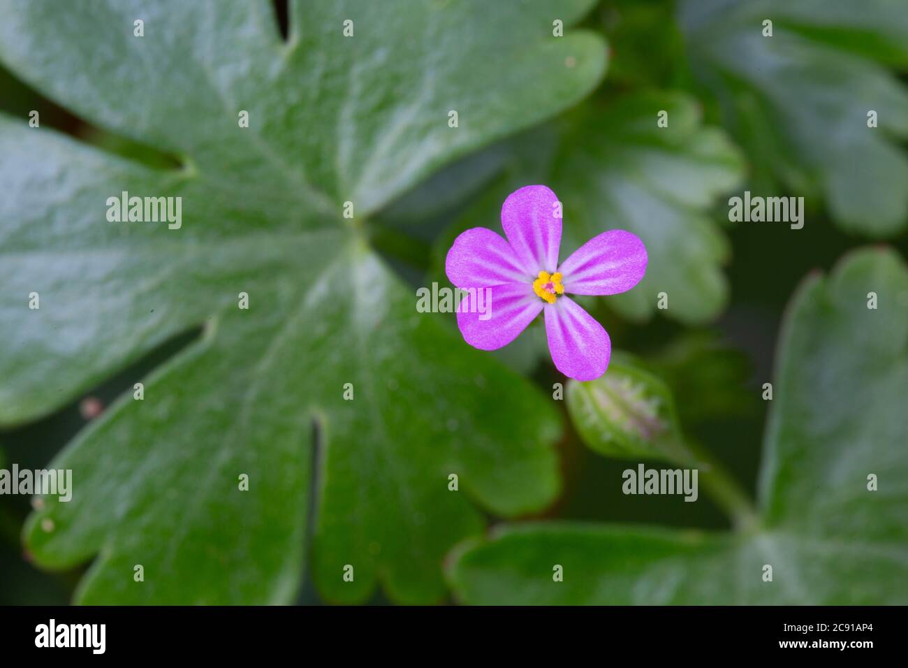 Shining Cranesbill, Geranium lucidum, Catbrook, Monmouthshire, April Stockfoto