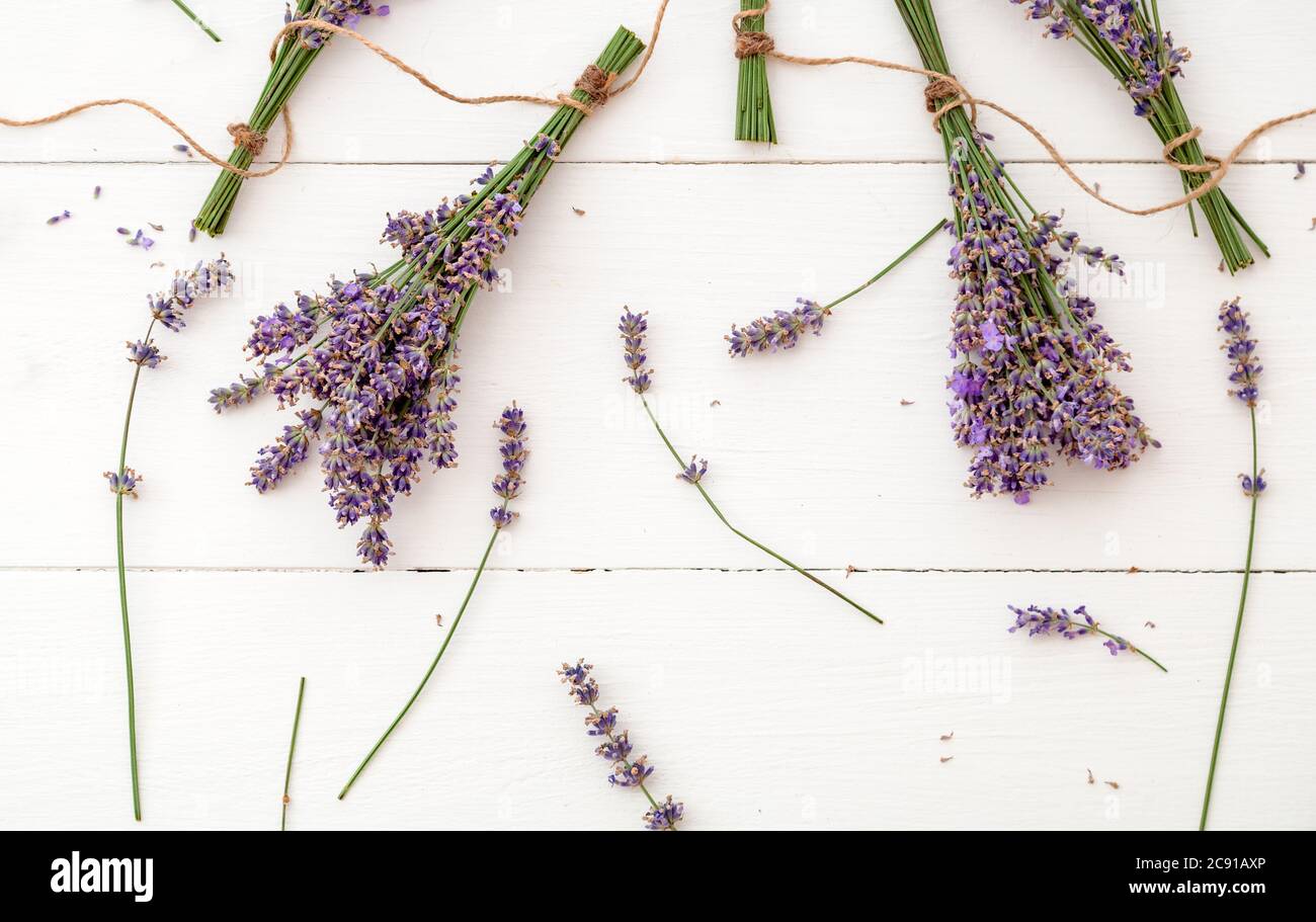 Frische Lavendelblüten und Blumensträuße werden auf weißem Holzhintergrund getrocknet. Trauben von Lavendelblüten trocken. Apothekenkräuter für Lavendel-Aromatherapie Stockfoto