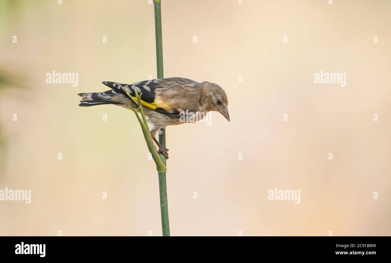 Jungvogel, Carduelis carduelis, auf einem Zweig, der Wasser trinken will. Spanien. Stockfoto
