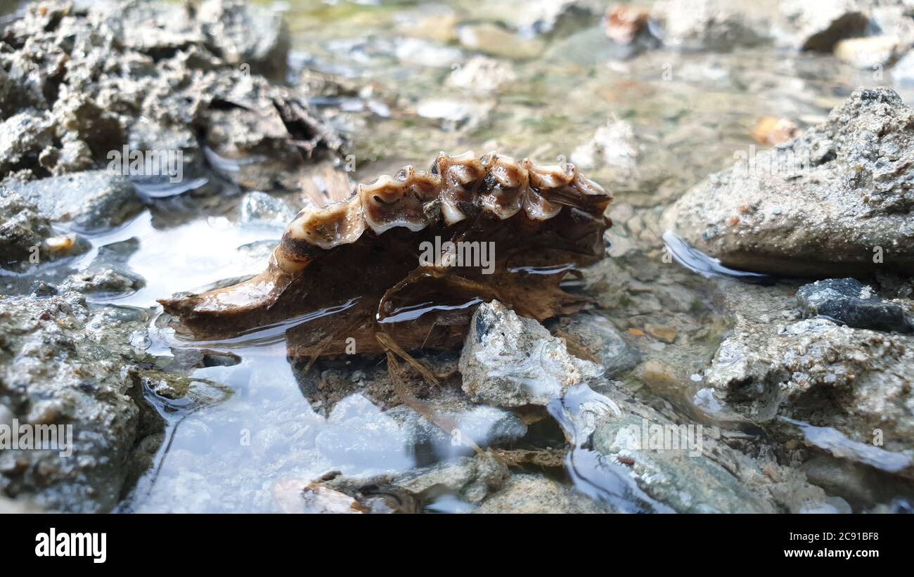 Knochen von Tierschädeln Knochen echter Büffel zum Verkauf echter Tierschädel zum Verkauf der Knochen Vogel und Knochen Schädel und Kreuzbeine menschliche Symbolik, fröhliche Roger Stockfoto