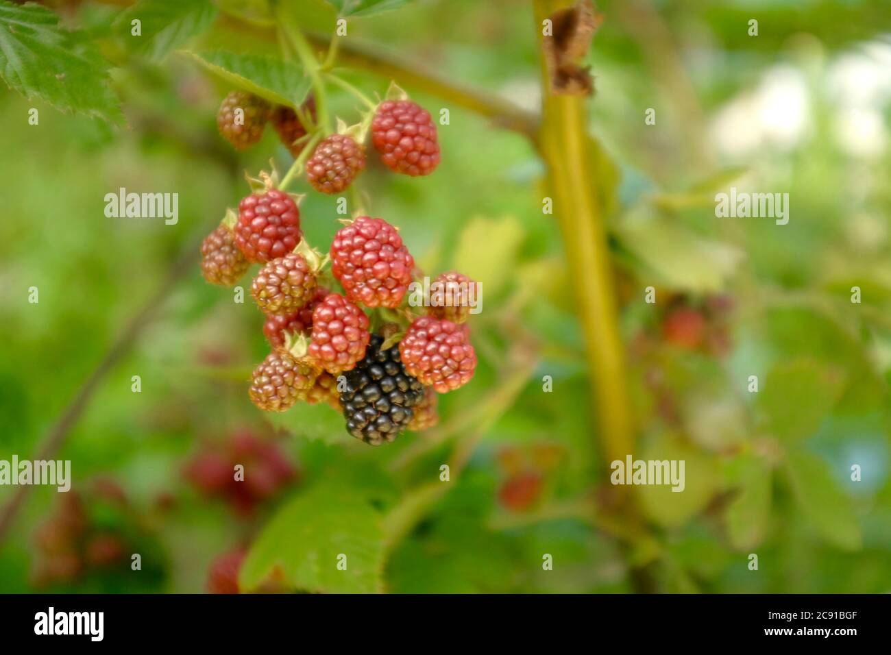 Verschwommene Brombeeren auf dem Hintergrund des Gartens. Beeren sind grün und schwarz. Sommer- und Erntekonzept, selektiver Fokus. Stockfoto