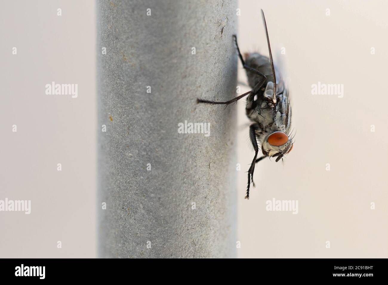 Eine Fliege steht auf den Balken des Fensters Stockfoto