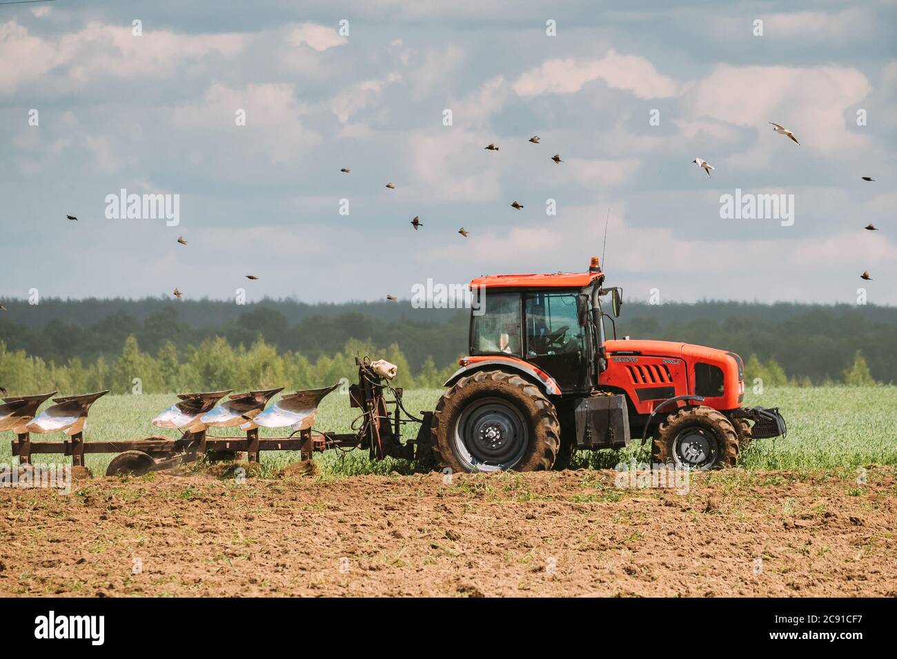 Die Vogelschar Der Möwe Fliegt Im Frühling Hinter Dem Traktor-Pflügefeld. Beginn Der Landwirtschaftlichen Frühjahrssaison. Grubber von EINEM Traktor gezogen Stockfoto