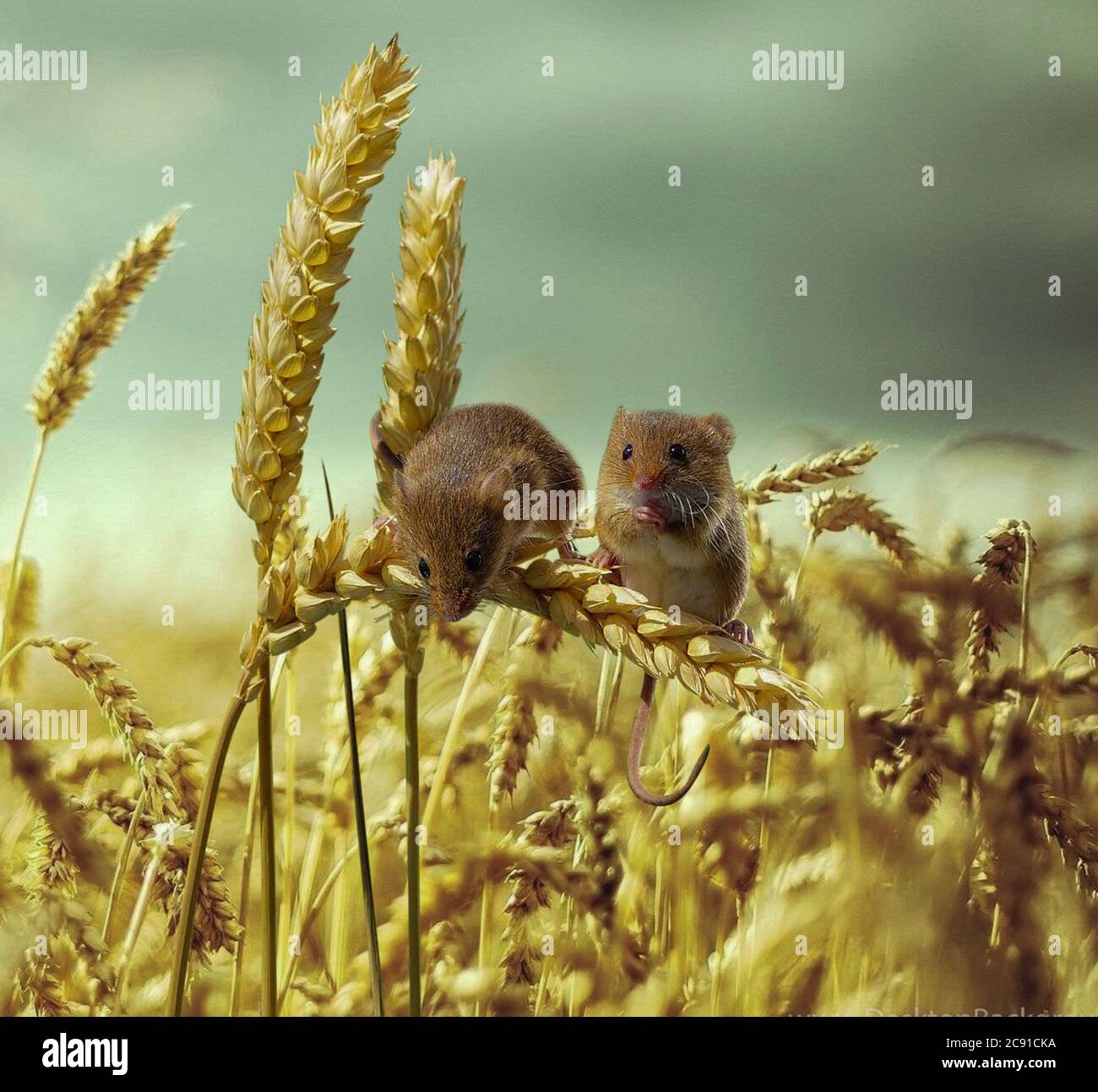 Ernte Maus im Maisfeld Stockfoto