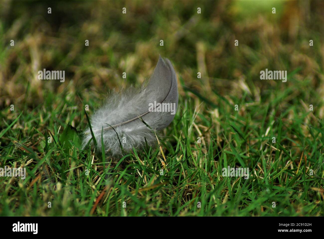 Graue Feder auf grünem Gras als Nahaufnahme Stockfoto