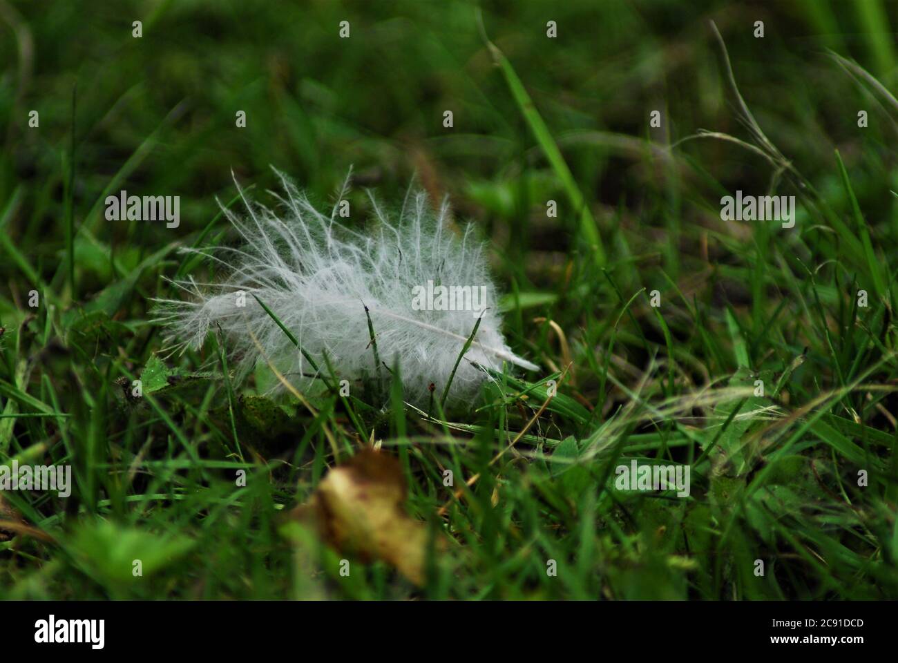 Weiße Feder auf grünem Gras als Nahaufnahme Stockfoto