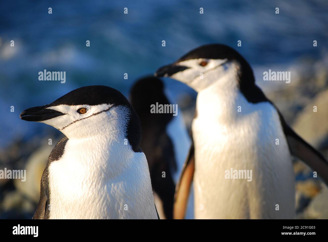 Pinguine leben auf Livingstone Island, Antarktis Stockfoto