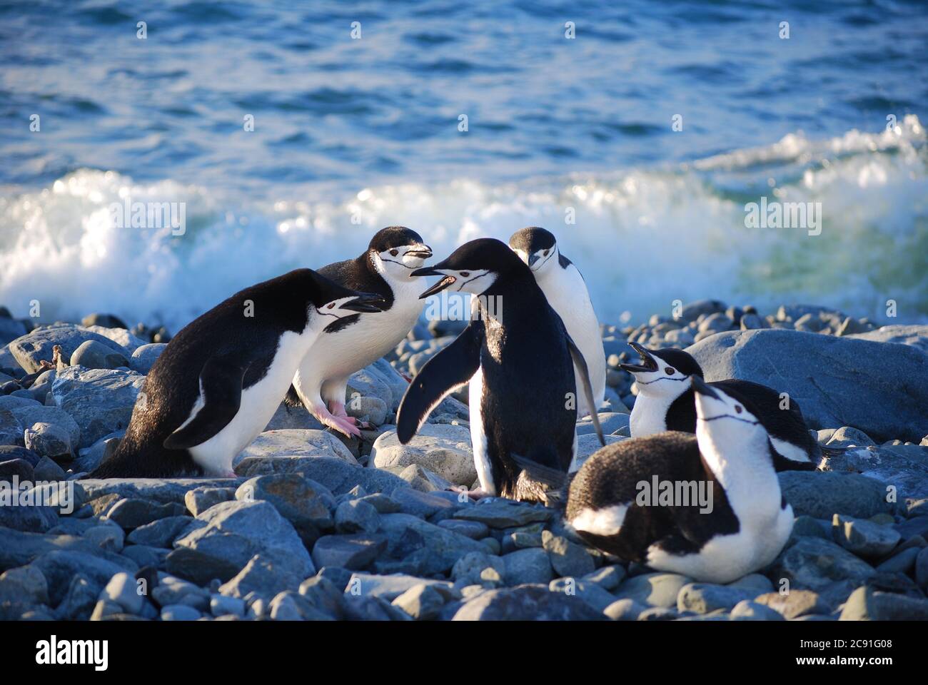 Pinguine leben auf Livingstone Island, Antarktis Stockfoto