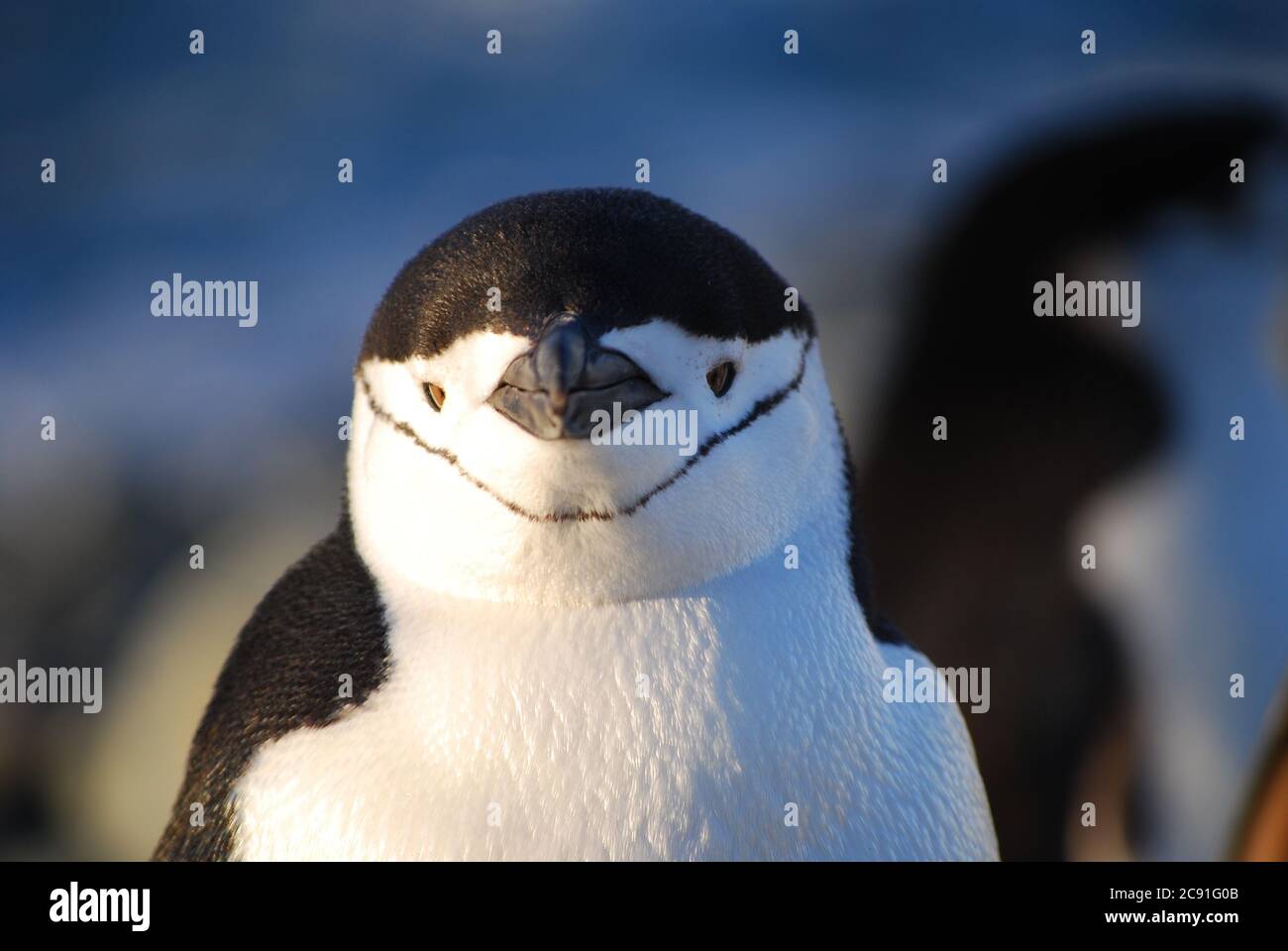 Pinguine leben auf Livingstone Island, Antarktis Stockfoto