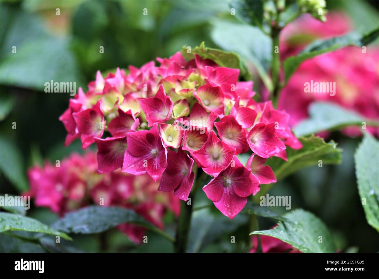 Rosa Hortensien blühen nass vom Regen Stockfoto