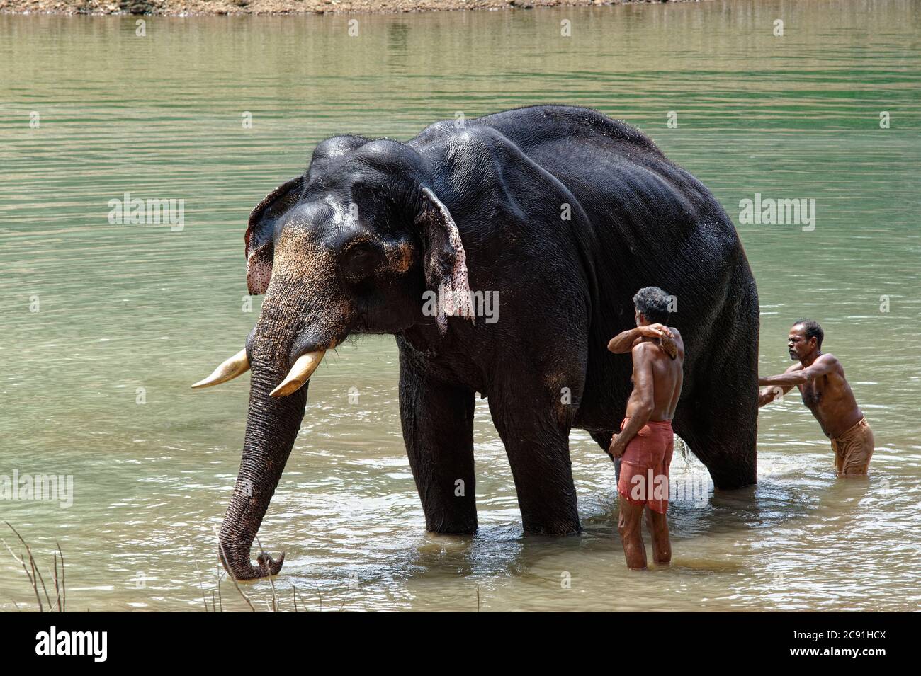 Asiatisch Elefant bekommen ein Bad aus seine mahout (Trainer) Stockfoto