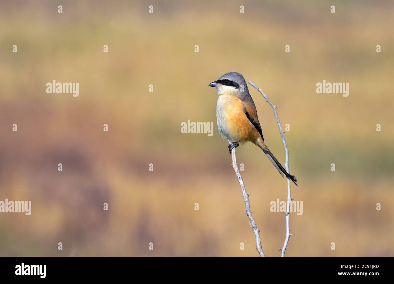 Der Langschwanzwürger oder Roftschwürger ist ein Mitglied der Vogelfamilie Laniidae, den Garnelen. Stockfoto