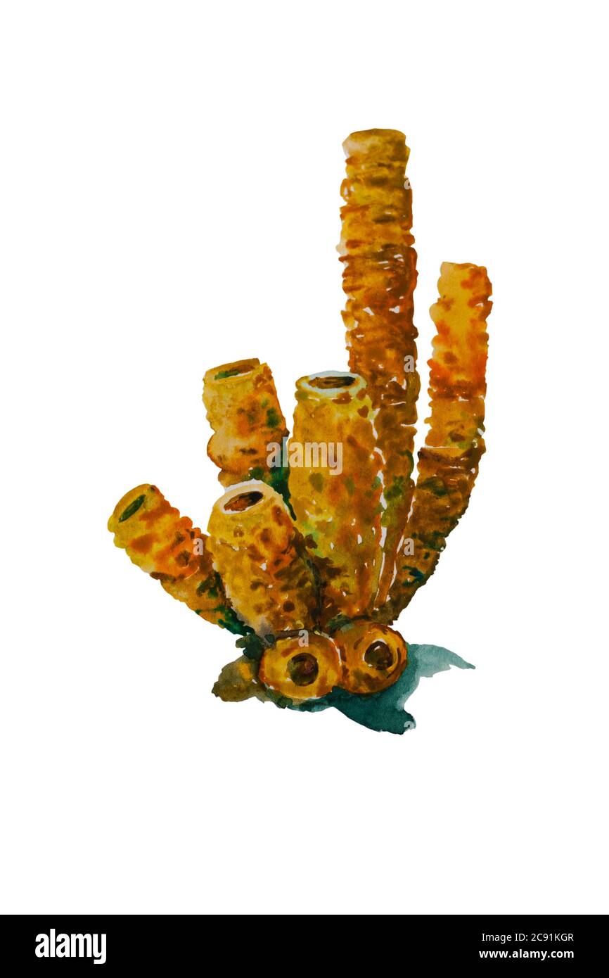 Aquarell Gelber Tube Schwamm . Originaldarstellung isoliert auf weißem Hintergrund Stockfoto