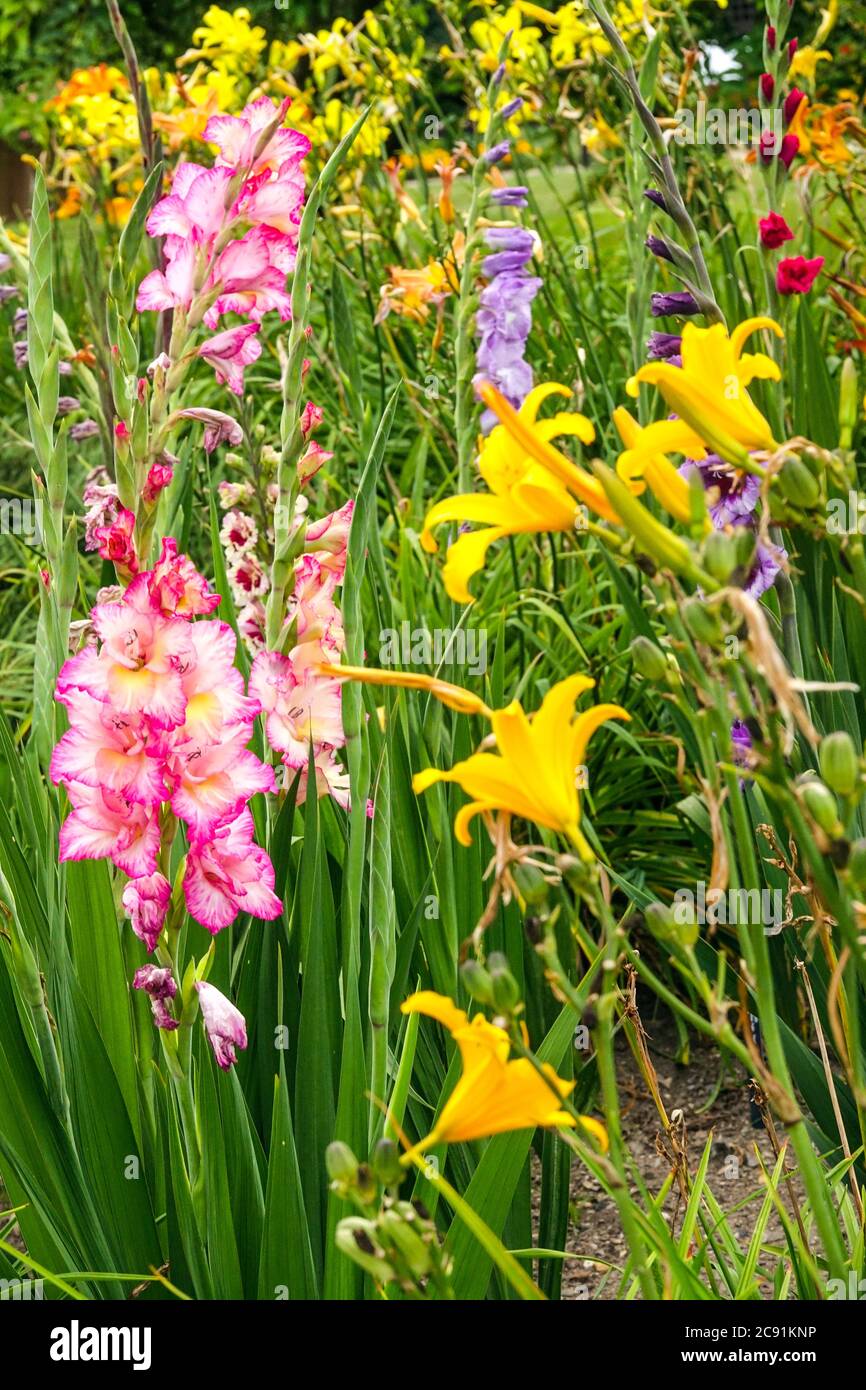 Gladiolus Priscilla Daylilies farbenfroher Garten Stockfoto
