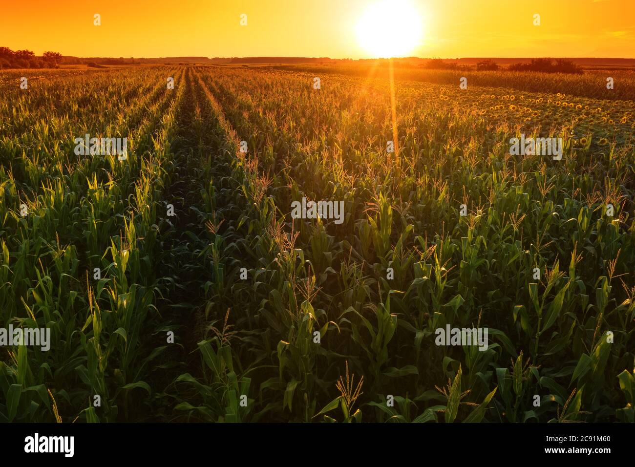 Schönes Maisfeld in Sonnenuntergang, Drohne Footage Luftaufnahme von grünen Kulturen Plantage Stockfoto