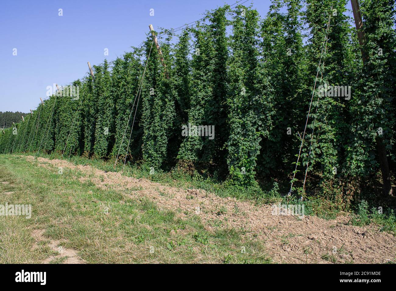 Hop Gartenlandschaft. Die Hopfenstauden sind bereits erwachsen. Die Hopfenzapfen sind noch nicht ausgereift. Hier können Sie viele Sorten Hopfen sehen. Stockfoto