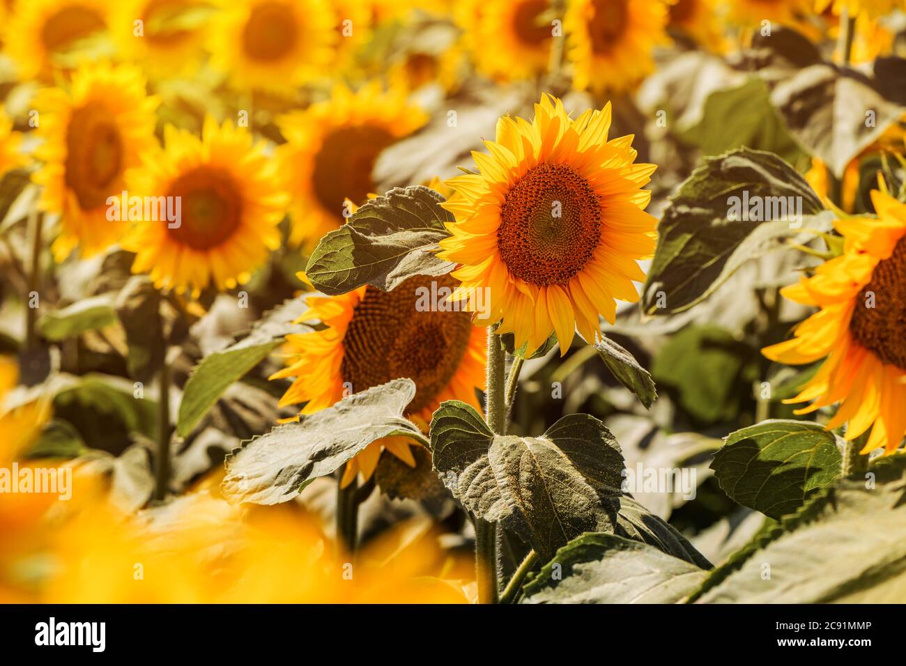 Blühende Sonnenblumenköpfe im kultivierten Feld in hellen sonnigen Sommernachmittag Stockfoto