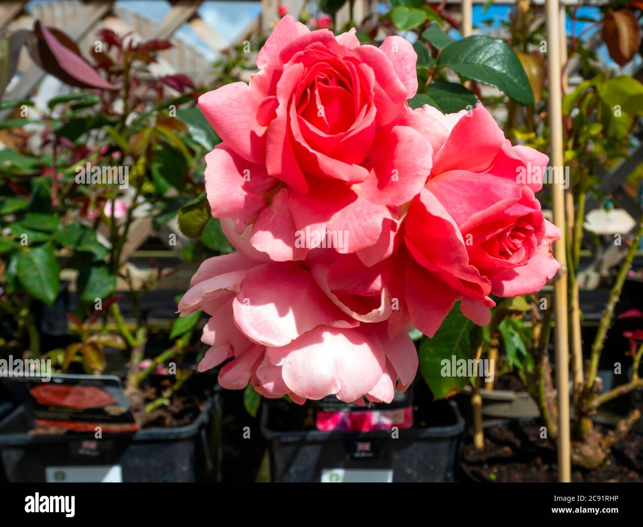 Nahaufnahme der Floribunda Buschrose Blüte in einem Gartencenter zur besten neuen Rose gewählt Stockfoto