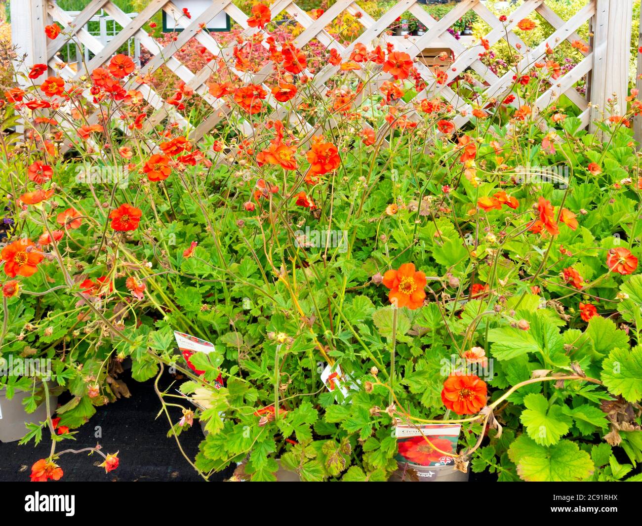 Eine Ausstellung von Geum Fiery Tempest Pflanzen zum Verkauf in einem North Yorkshire Garden Center Stockfoto