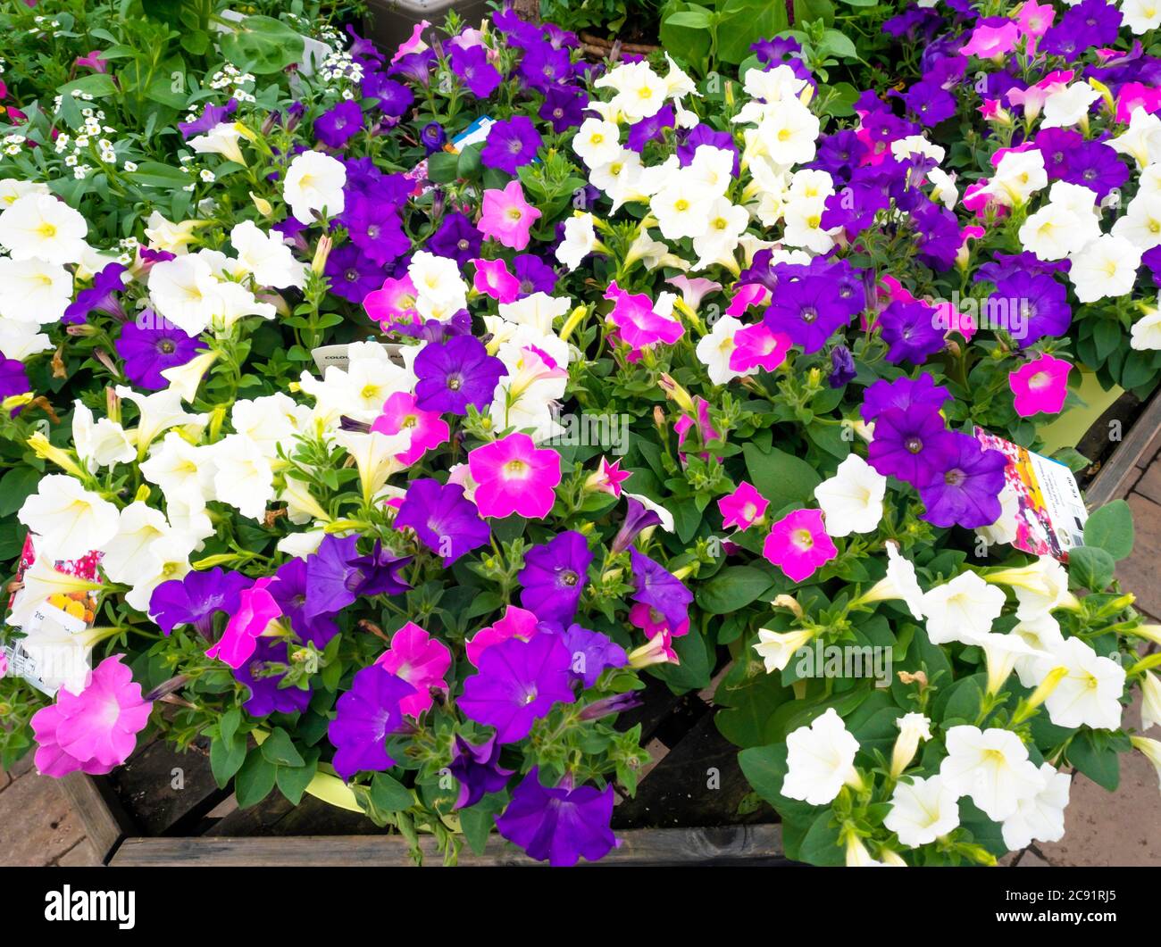 Eine Ausstellung von Petunia Pflanzen zum Verkauf in einem North Yorkshire Garden Center Stockfoto