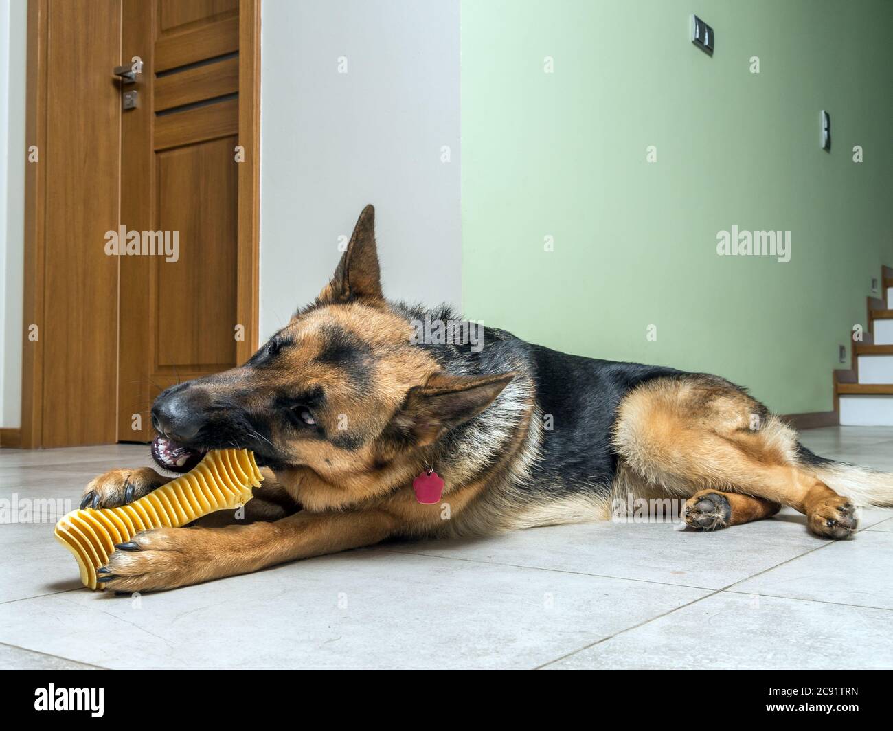 Junger deutscher Schäferhund spielt mit Haustierspielzeug auf dem Boden Stockfoto