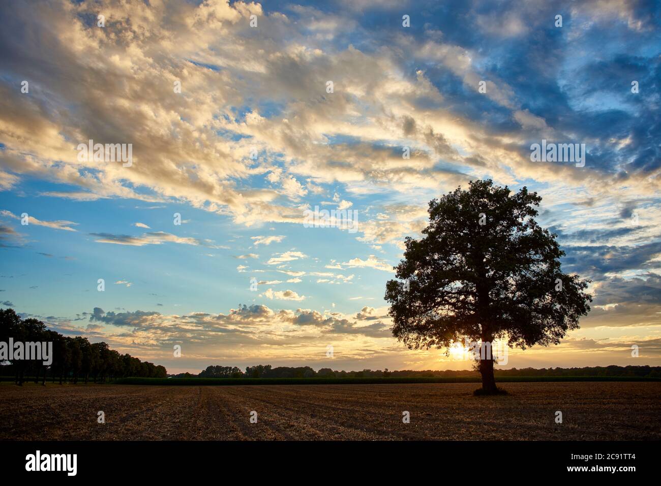 Eiche im Sonnenuntergang Stockfoto