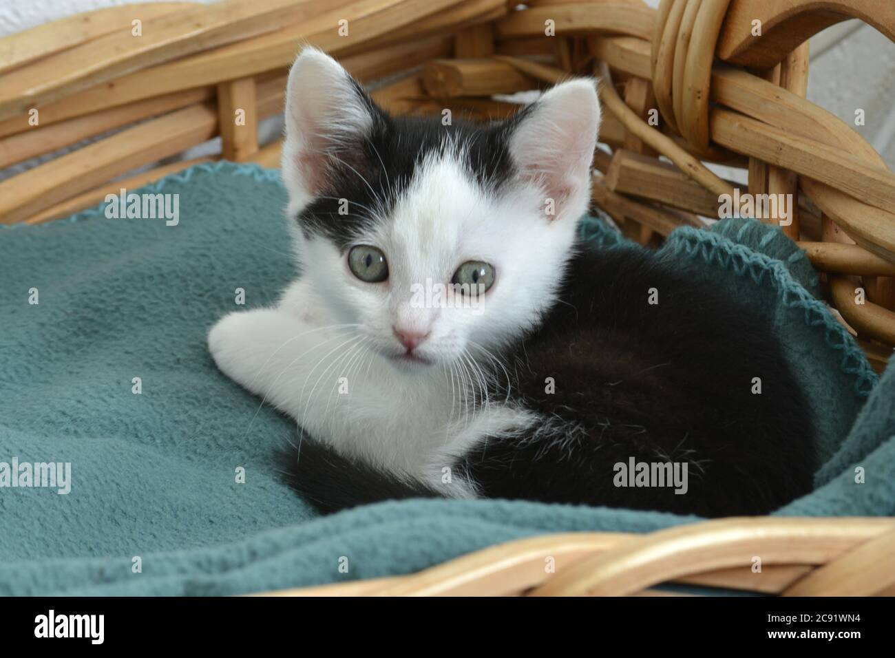 Nahaufnahme eines niedlichen kleinen schwarz-weißen Kätzchens Mit grünen Augen in einem Korb liegen Stockfoto