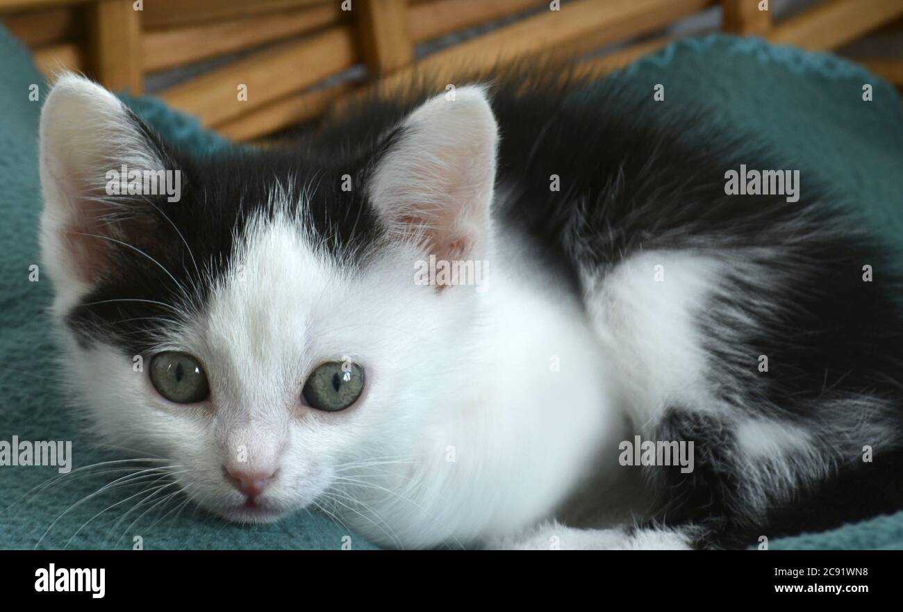 Nahaufnahme eines niedlichen kleinen schwarz-weißen Kätzchens Mit grünen Augen in einem Korb liegen Stockfoto