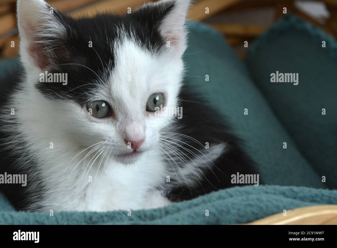 Nahaufnahme eines niedlichen kleinen schwarz-weißen Kätzchens Mit grünen Augen auf einem Sofa liegen Stockfoto