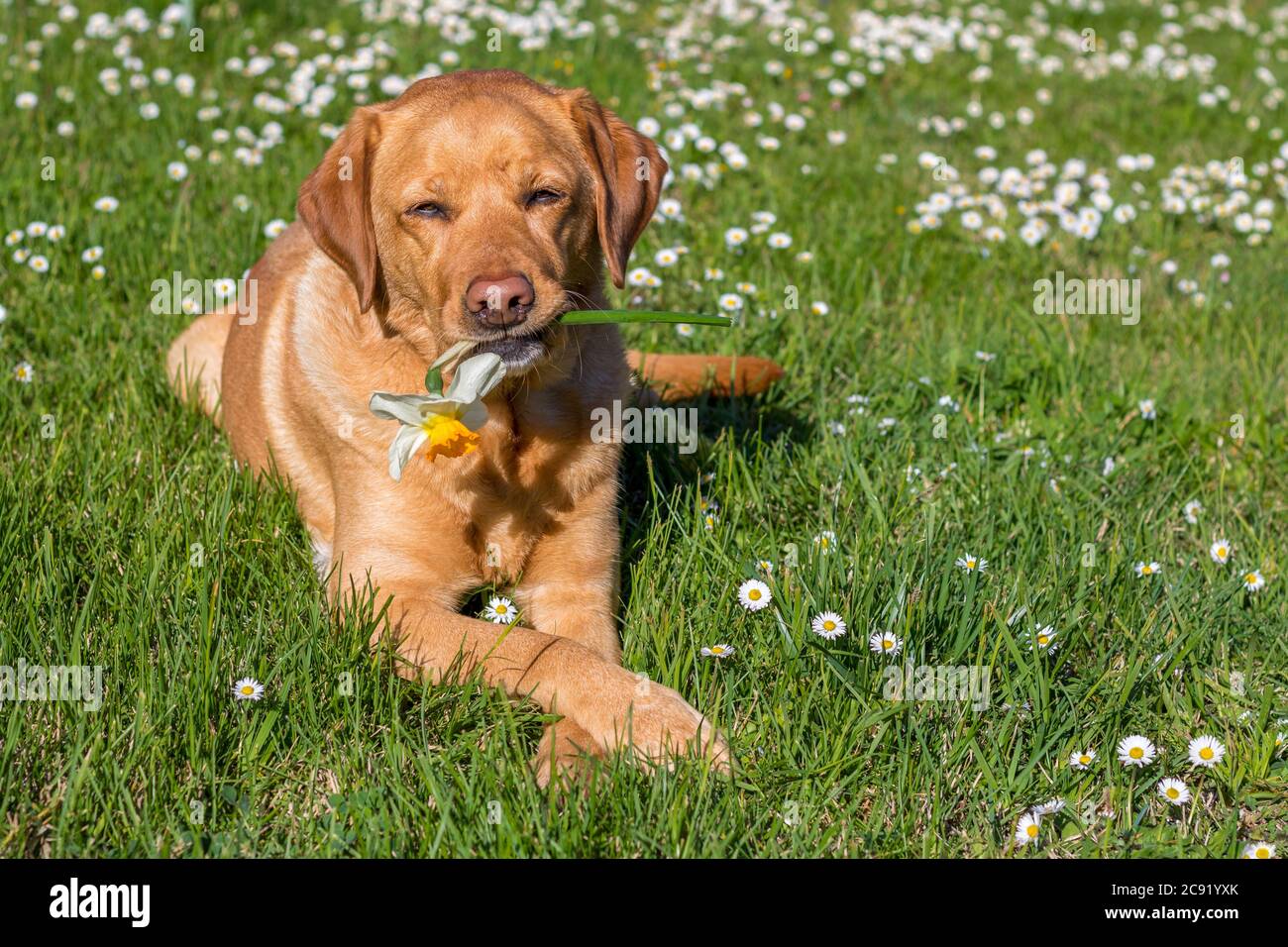 Niedlichen gelben Fuchs rot reinrassig labrador Retriever liegend auf Gras in Gänseblümchen posiert mit einer Blume im Mund Stockfoto