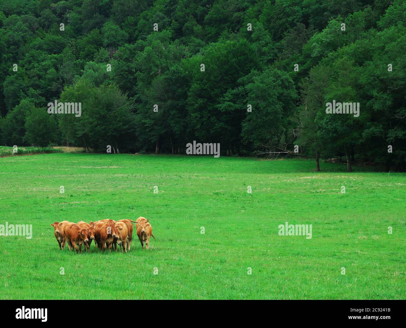 Rinder aus der französischen Landwirtschaft im Süden Frankreichs Stockfoto