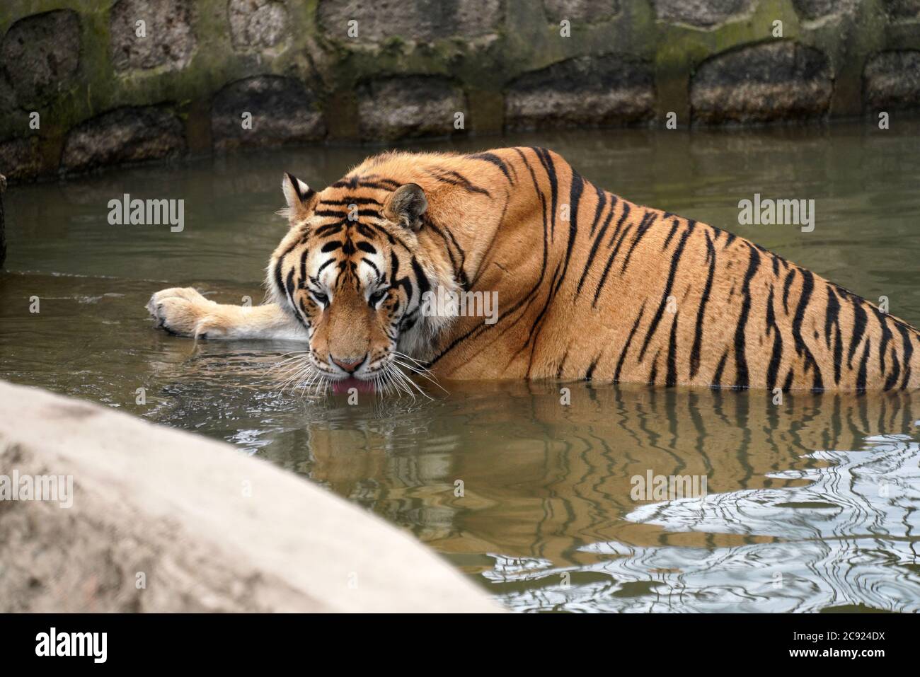 Hailin, Chinas Provinz Heilongjiang. Juli 2020. Ein sibirischer Tiger genießt sich im Wasser des Hengdaohezi Sibirischen Tiger Parks in Hailin, nordöstlich der Provinz Heilongjiang, 28. Juli 2020. Sibirische Tiger im Park haben ihre Aktivitäten verringert und haben verschiedene Möglichkeiten ergriffen, sich im Hochsommer abzukühlen. Quelle: Wang Jianwei/Xinhua/Alamy Live News Stockfoto