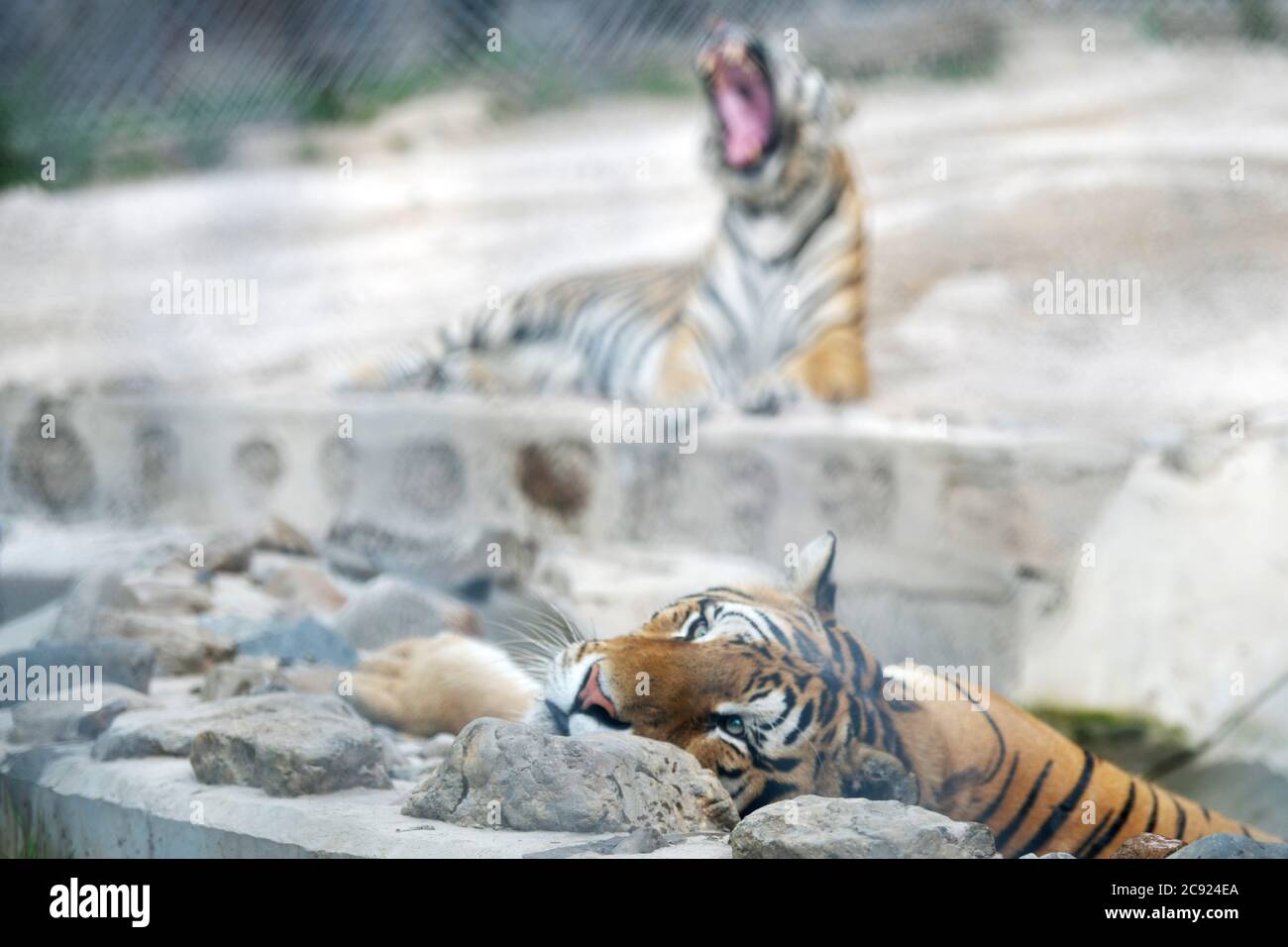 Hailin, Chinas Provinz Heilongjiang. Juli 2020. Sibirische Tiger ruhen im Hengdaohezi Sibirischer Tiger Park in Hailin, nordöstlich der Provinz Heilongjiang, 27. Juli 2020. Sibirische Tiger im Park haben ihre Aktivitäten verringert und haben verschiedene Möglichkeiten ergriffen, sich im Hochsommer abzukühlen. Quelle: Wang Jianwei/Xinhua/Alamy Live News Stockfoto