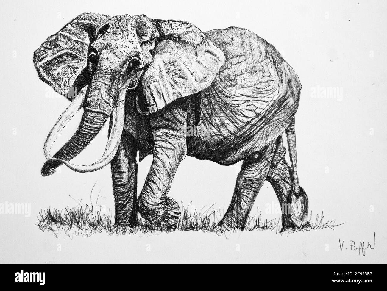 Federzeichnung eines großen Elefanten beim Gehen Stockfoto