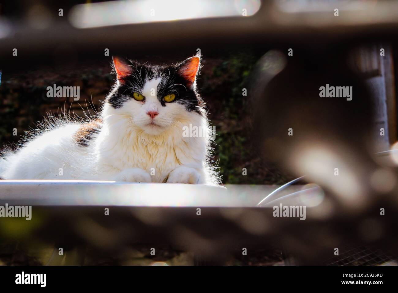 Schwarz-weiße, gelbäugige Hauskatze mit langhaarigen Haaren, die draußen auf einem Tisch in der Sonne sitzt Stockfoto