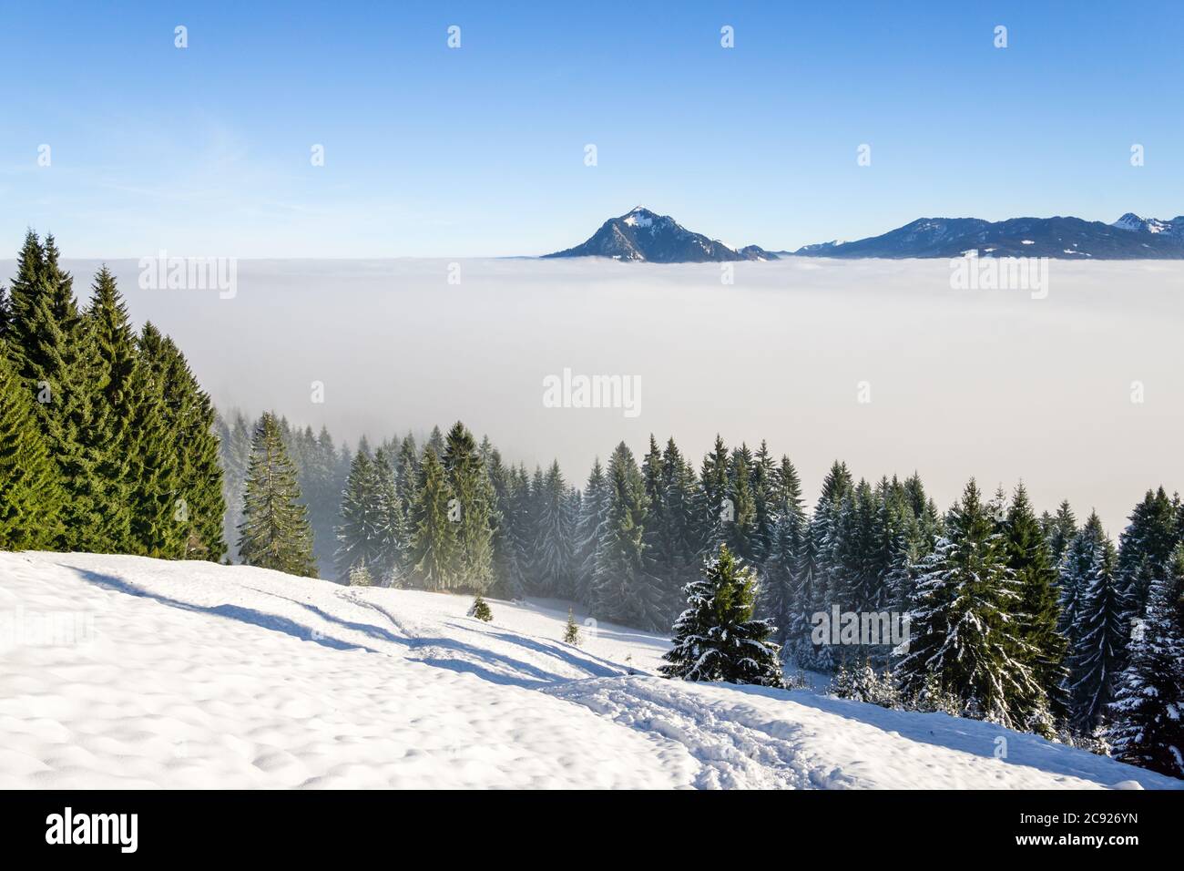 Erstaunliche Winter Blick auf verschneite Berge über Inversionsnebelwolken mit Waldbäumen. Frühmorgens Sonnenaufgang Blick vom Oftersschwanger Horn nach Grünten Stockfoto