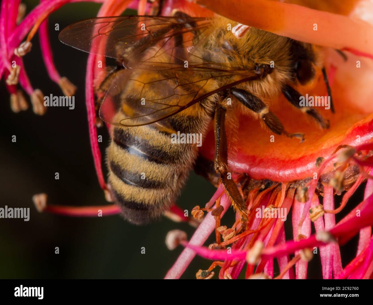 Eine Honigbess, die Nektar sammelt Stockfoto
