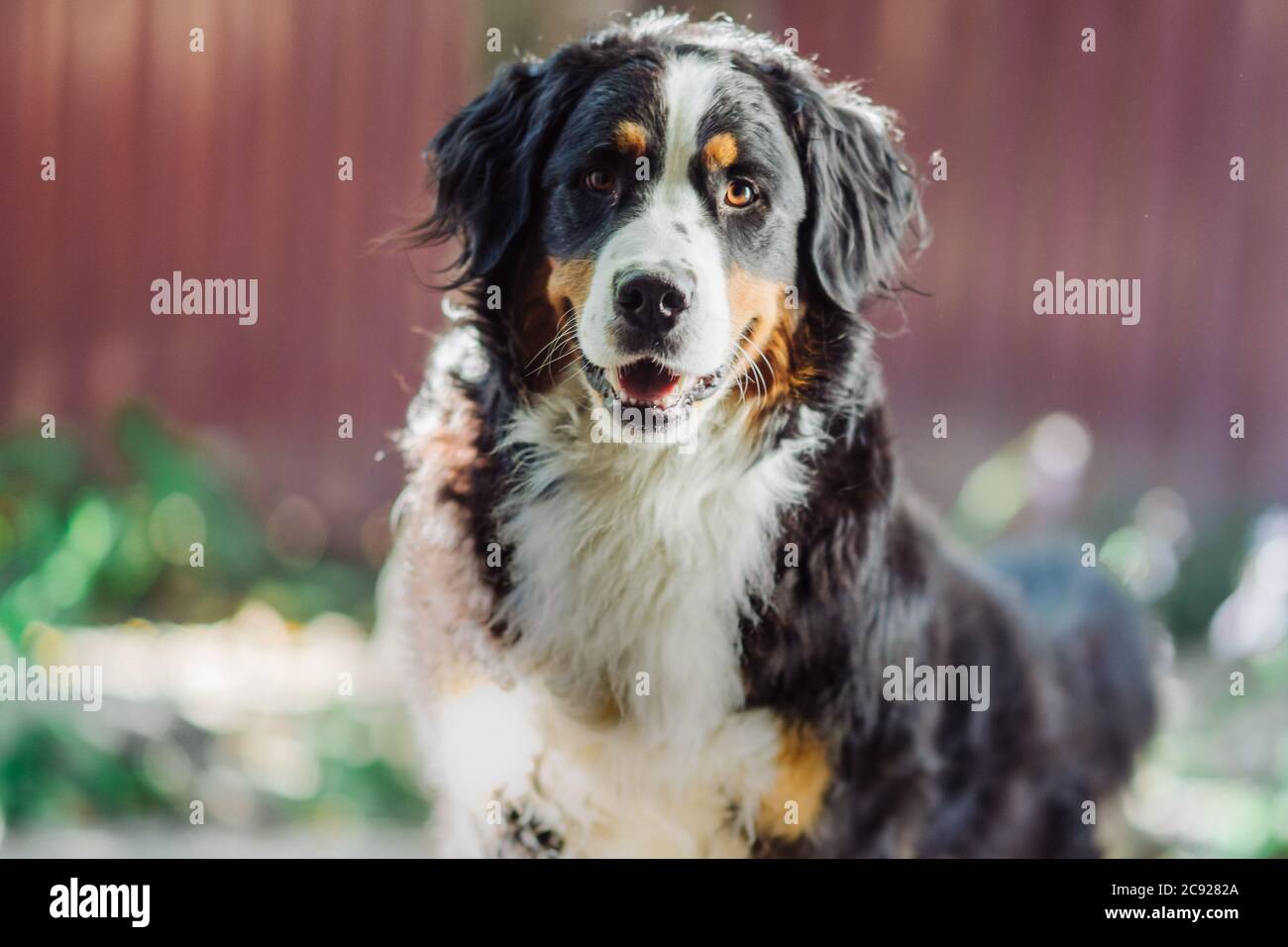 Berner Berghund liegt im Herbst auf Gras Stockfoto