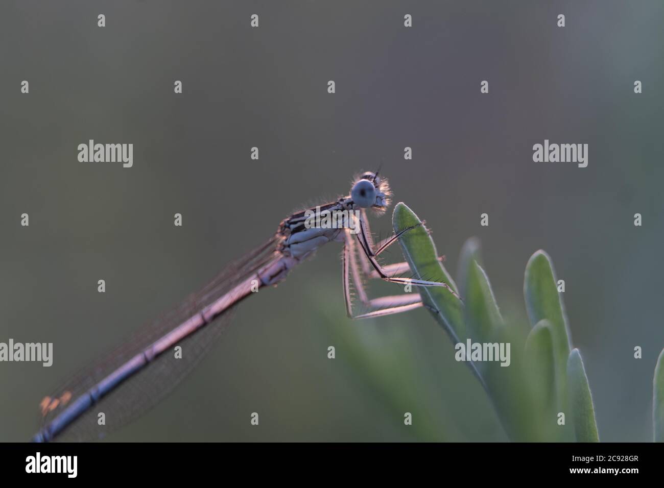 Libelle zeigt Augen und Flügel Detail.Makro-Aufnahmen, schöne Naturszene Libelle. Stockfoto